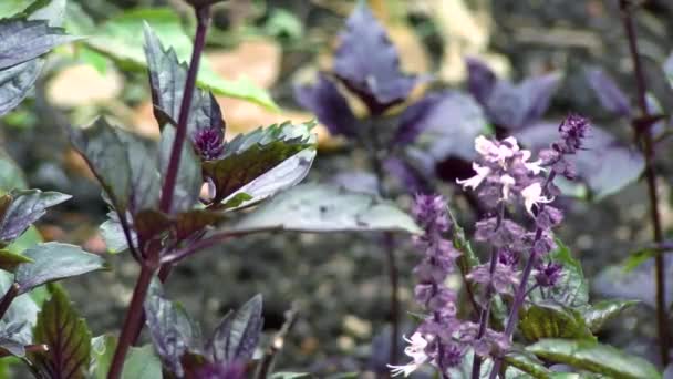 Квітковий Сад Природа Концепції Червоні Маки Квіти Цвітуть Крупним Планом — стокове відео