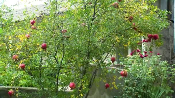 Granátová Zahrada Zralé Červené Granátové Ovoce Větvi Stromu Zralé Granátové — Stock video