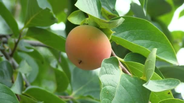 木の上の熟れていない王 枝に柿の木と熟した柿 木の枝に新鮮で熟したオレンジの柿が熟します — ストック動画