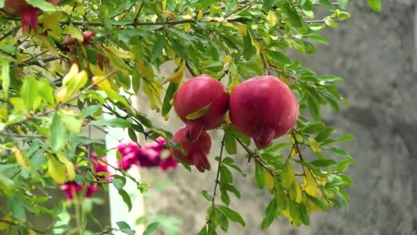 Pomegranate Garden Ripe Red Pomegranate Fruit Tree Branch Ripe Pomegranate — Stock Video