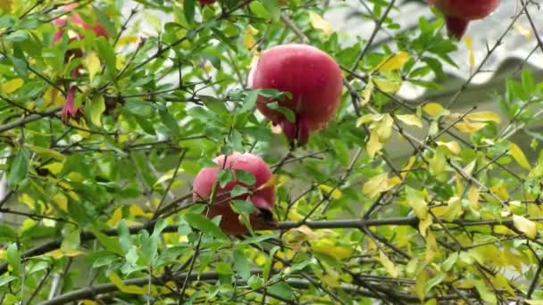 Kebun Delima Buah Delima Merah Matang Pada Cabang Pohon Buah — Stok Video