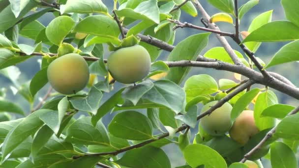 Kinglet Unripe Kinglet Tree Persimmon Tree Ripe Persimmons Branches Fresh — Wideo stockowe
