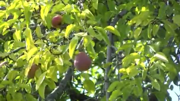 Kinglet Unripe Kinglet Tree Persimmon Tree Ripe Persimmons Branches Fresh — Stockvideo