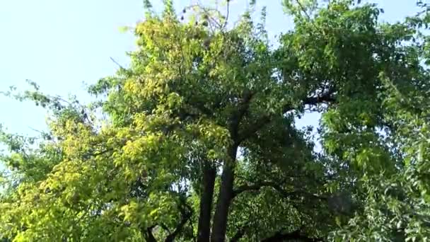 Kinglet Unripe Kinglet Tree Persimmon Tree Ripe Persimmons Branches Fresh — стоковое видео