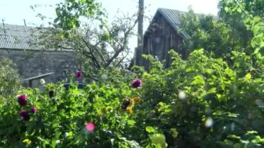 Wild flowers in bloom, pastel colours. Filmed in Western Australia. Bokeh pink flower background. Paper daisies.