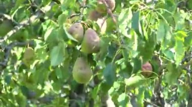 Kinglet. Unripe Kinglet on a Tree. persimmon tree and ripe persimmons on the branches. Fresh and ripe orange persimmon ripens on a tree branch.