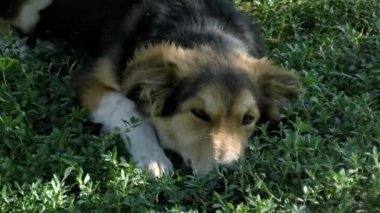 Köpek çimlerin üzerinde uzanıyor. Mutlu, sevimli, sevimli, dost canlısı küçük Jack Russell Terrier köpeği kuyruğunu çimenlerde sallıyor ve gülümsüyor..
