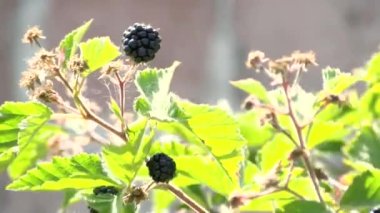 Güneşin altındaki böğürtlenler rüzgarda sallanıyor. Sulu ve olgun böğürtlenlerin makro video çekimi.