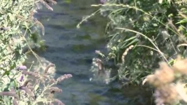 A muddy river with brown water. Slow current. A muddy river during a winter flood. dirty river. Dirty water of muddy river in flooding period during heavy rains in spring.