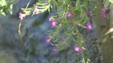 A muddy river with brown water. Slow current. A muddy river during a winter flood. dirty river. Dirty water of muddy river in flooding period during heavy rains in spring.