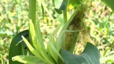 Tarım. Güneş batarken mısır yaprakları. Mısır tarlası. Tarlada yeşil bitki yaprakları. Mısır tarlaları. Tarım konsepti. Güneş batarken mısır tarlası. Tarım çiftliğinde yeşil yapraklar.