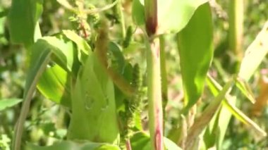 Tarım. Güneş batarken mısır yaprakları. Mısır tarlası. Tarlada yeşil bitki yaprakları. Mısır tarlaları. Tarım konsepti. Güneş batarken mısır tarlası. Tarım çiftliğinde yeşil yapraklar.