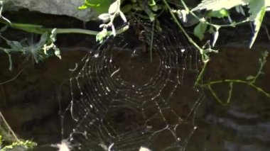 A muddy river with brown water. Slow current. A muddy river during a winter flood. dirty river. Dirty water of muddy river in flooding period during heavy rains in spring.