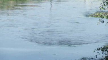 A muddy river with brown water. Slow current. A muddy river during a winter flood. dirty river. Dirty water of muddy river in flooding period during heavy rains in spring.