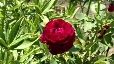 Flower garden. Nature concept Red poppies flowers bloom swaying close up from wind in meadow in national reserve in spring slow motion at sunset in sun lens flares. Summer nature concept.