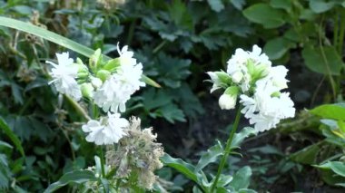 Wild flowers in bloom, pastel colours. Filmed in Western Australia. Bokeh pink flower background. Paper daisies.
