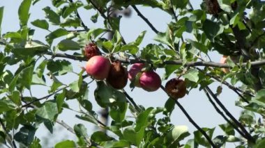 Elmalar. organik meyve. Elma yetiştiriciliği. Yakın plan. Taze elmalar dalda, güneş ışığında, meyve bahçesinde yetişir. Eko bahçesi. Bahçıvanlık. organik gıda. elma hasadı