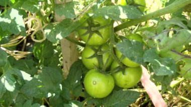 Çiftlikteki Yeşil Domatesler. Domates. Çiftlikte yetişen güzel yeşil domatesler, bir damla su. Çiğ organik sebzeler yiyecek taze domates vişnesi. Detoks diyeti taze domates. Organik hasat.