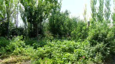Herb Farm. reen perennial herb close up.