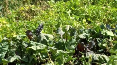 Herb Farm. reen perennial herb close up.