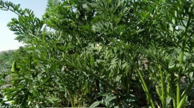 Herb Farm. reen perennial herb close up.