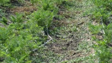 Herb Farm. reen perennial herb close up.