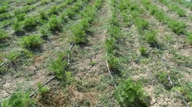 Herb Farm. reen perennial herb close up.