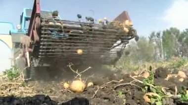 Potato harvesting. potato harvester. Farm machinery, tractor with potato harvester, are harvesting potatoes, on a farm field. Smart farming.