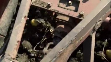Potato harvesting. potato harvester. Farm machinery, tractor with potato harvester, are harvesting potatoes, on a farm field. Smart farming.