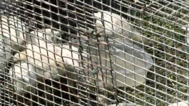 Tavuk çiftliği, kümes hayvanları. Tavuk ızgaraları tahıl yiyor tavuk çiftliğinde yetiştiriliyor. Tavuk çiftliği ve yetiştiricisi. Tavuk çiftliğinde kafesteki tavuklar beslenir..