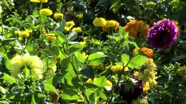 Fiori Selvatici Fiore Colori Pastello Girato Australia Occidentale Bokeh Rosa — Video Stock