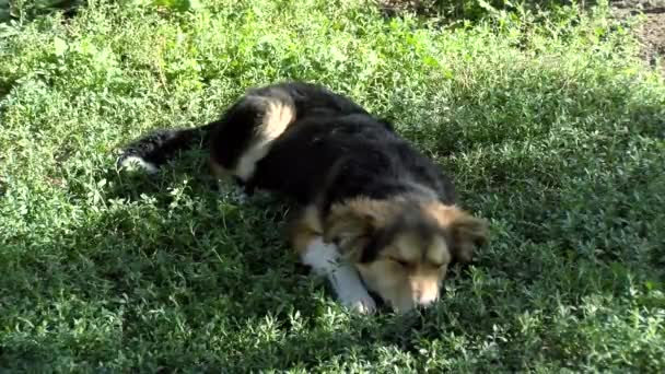 Σκύλος Κείτεται Στο Γρασίδι Ευτυχισμένος Χαριτωμένο Αστείο Φιλικό Μικρό Jack — Αρχείο Βίντεο