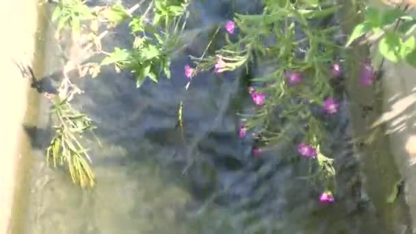 Rio Lamacento Com Água Castanha Corrente Lenta Rio Lamacento Durante — Vídeo de Stock