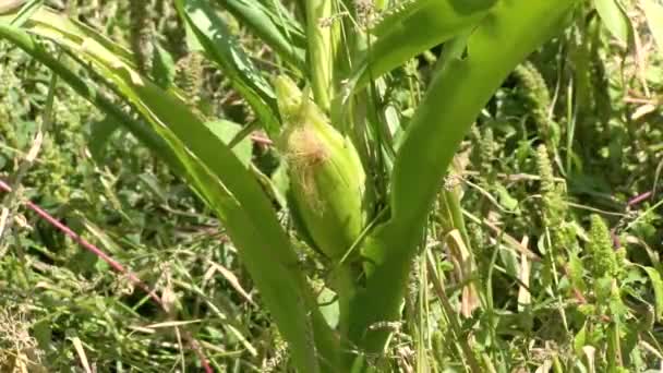 Rolnictwo Liście Kukurydzy Słońcu Zachodzie Słońca Sadzenie Kukurydzy Zielone Liście — Wideo stockowe