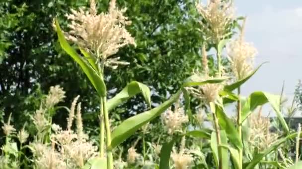 Rolnictwo Liście Kukurydzy Słońcu Zachodzie Słońca Sadzenie Kukurydzy Zielone Liście — Wideo stockowe