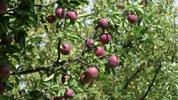 有机水果 苹果种植 新鲜的苹果长在树枝上 在太阳耀斑中 在果园里 生态花园 有机食品 苹果收获 — 图库视频影像