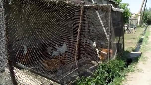 Κοτόπουλο Πουλερικά Κοτόπουλα Που Τρώνε Σιτηρά Μεγαλωμένα Μια Φάρμα Κοτόπουλων — Αρχείο Βίντεο