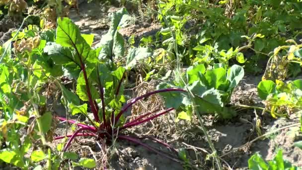 Herb Farm Reen Perennial Herb Close — 비디오