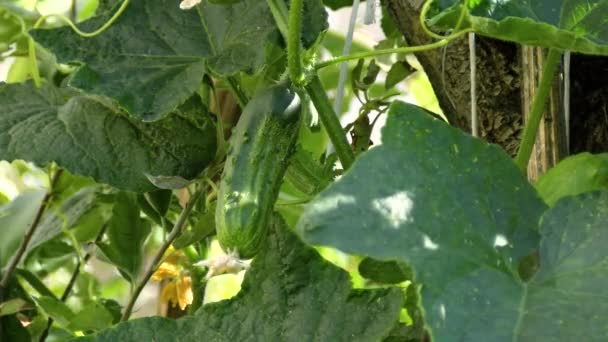 Serada Olgun Bir Salatalık Bahçede Salatalık Büyüyen Salatalıklar — Stok video