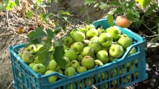 リンゴだ 有機果物だ リンゴ栽培 接近中だ 新鮮なリンゴは枝に 太陽のフレアに 果樹園で育ちます エコガーデン ガーデニング 有機食品だ — ストック動画