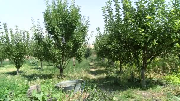 Manzanas Fruta Orgánica Cultivo Manzanas Primer Plano Las Manzanas Frescas — Vídeos de Stock
