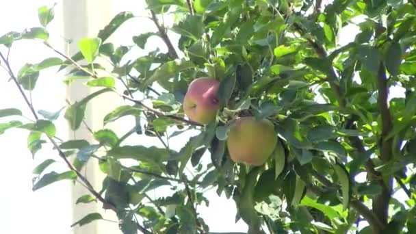 Manzanas Fruta Orgánica Cultivo Manzanas Primer Plano Las Manzanas Frescas — Vídeos de Stock