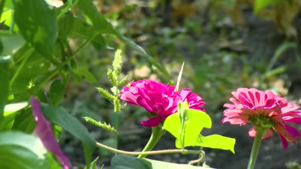 フラワーガーデン 自然概念赤ポピーの花は 太陽のレンズフレアの日没時の春のスローモーションで 国立保護区の牧草地の風から近くに揺れる花を咲かせます 夏の自然コンセプト — ストック動画