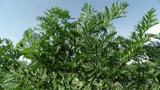Herb Farm Reen Perennial Herb Close — Stok video