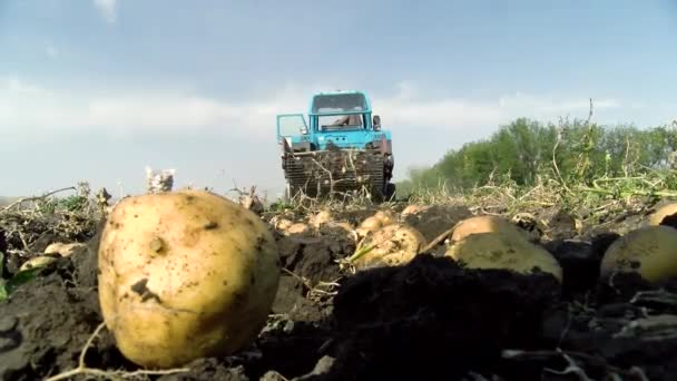 Cosecha Patatas Cosechadora Patatas Maquinaria Agrícola Tractor Con Cosechadora Patatas — Vídeos de Stock