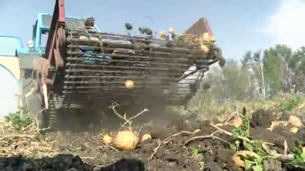 Potato Harvesting Potato Harvester Farm Machinery Tractor Potato Harvester Harvesting — Stok video