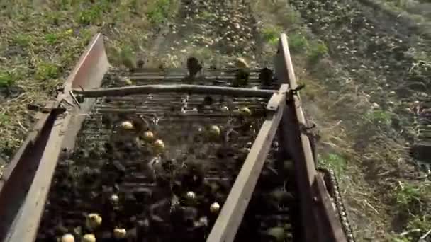 Cosecha Patatas Cosechadora Patatas Maquinaria Agrícola Tractor Con Cosechadora Patatas — Vídeos de Stock