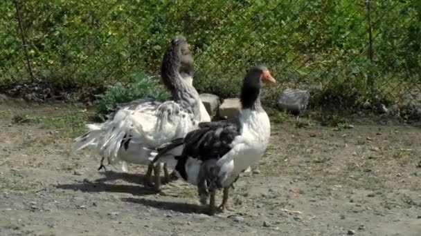 Ducks Pond Park Wild Ducks Reflected Lake Pond Ducks Drakes — Stockvideo