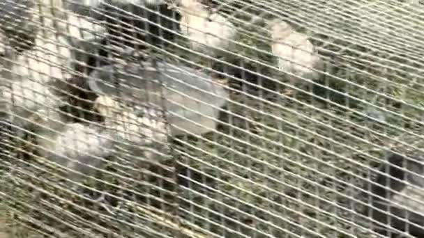 Granja Pollos Aves Pollos Engorde Comer Grano Criado Una Granja — Vídeo de stock