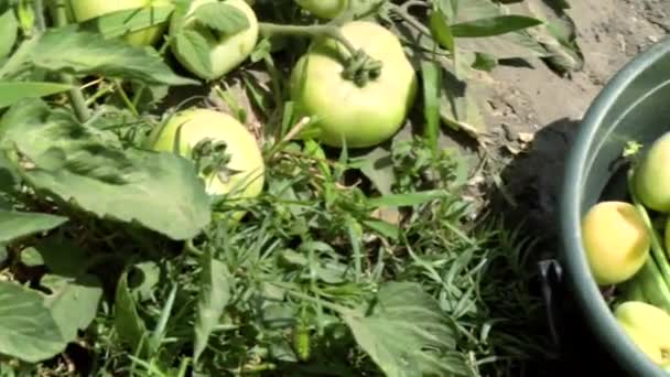 Groene Tomaten Boerderij Tomaten Mooie Groene Tomaten Geteeld Een Boerderij — Stockvideo